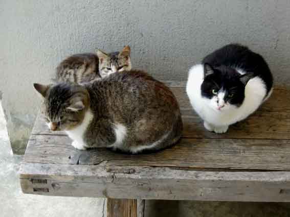 我が家のニャンコ♪2013/11/30-2