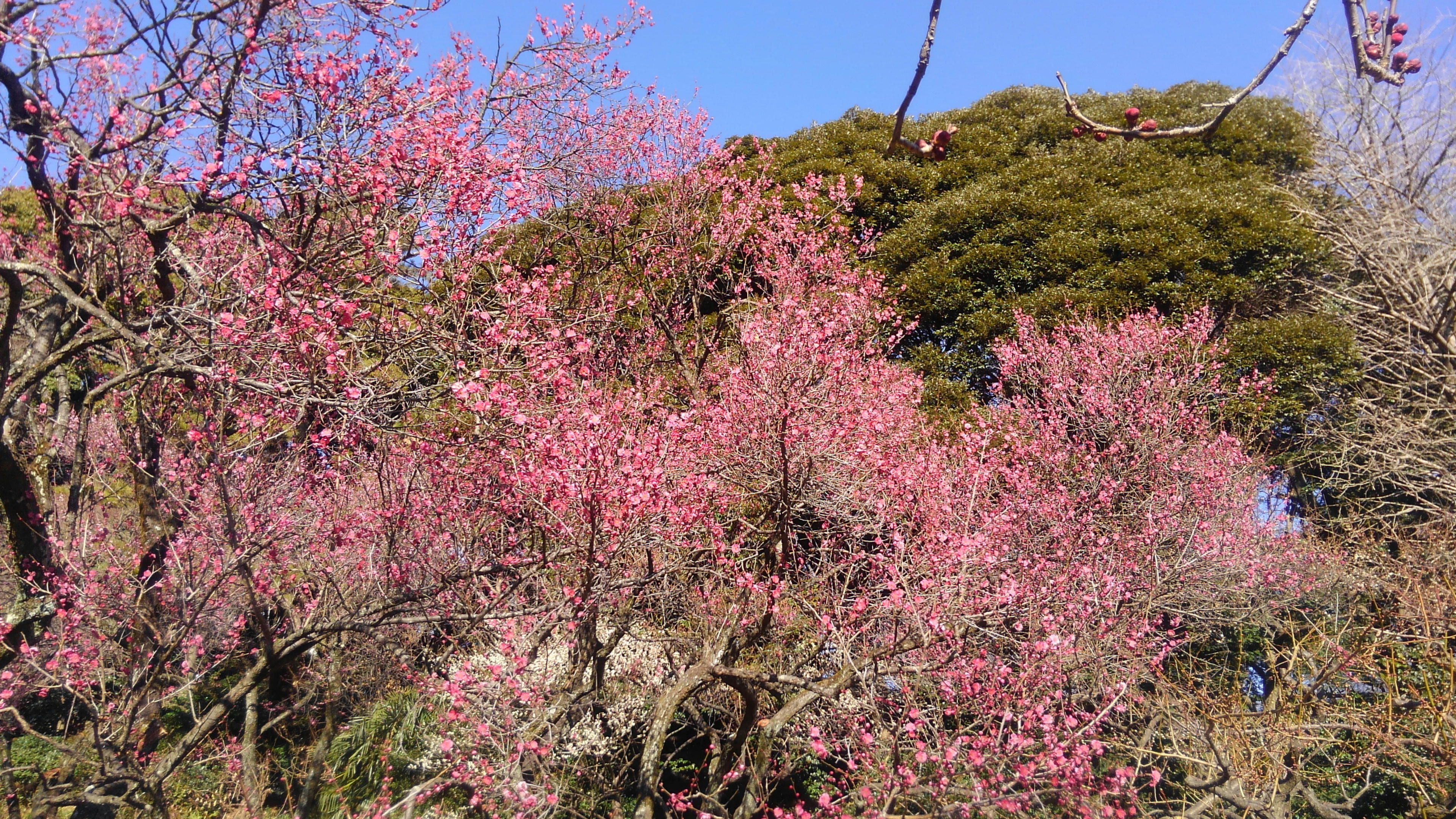 梅を見に 小石川植物園へ 60ばーばの手習い帳 楽天ブログ