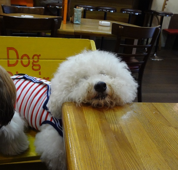 DSC00313.jpgああー.jpg