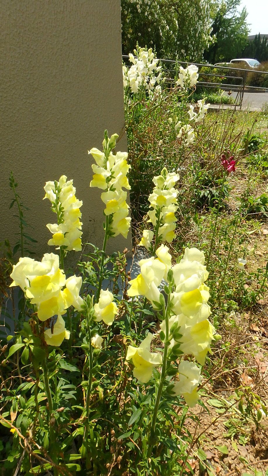 鯉の季節から金魚草の季節へ 岡大構内 楽天版じぶん更新日記 楽天ブログ