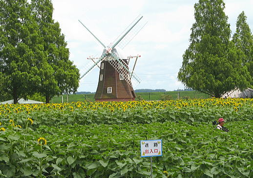 あけぼの山公園ヒマワリ畑の迷路