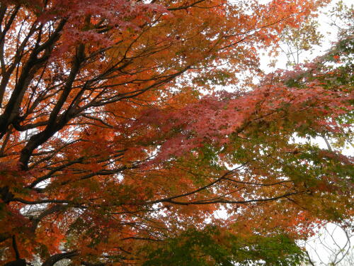 たぬき山公園の紅葉