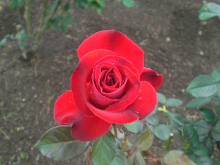 CIMG8643.JPG