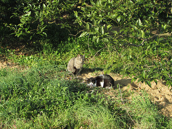 我が家のニャンコ♪2015/3/28-3