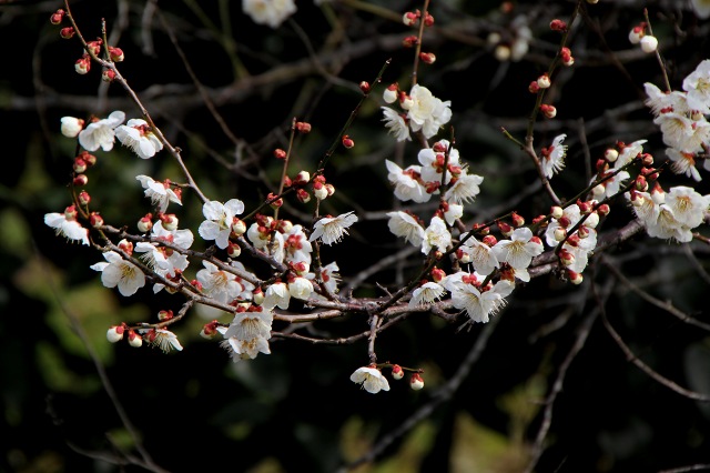 山の辺の道_7-3・梅.jpg