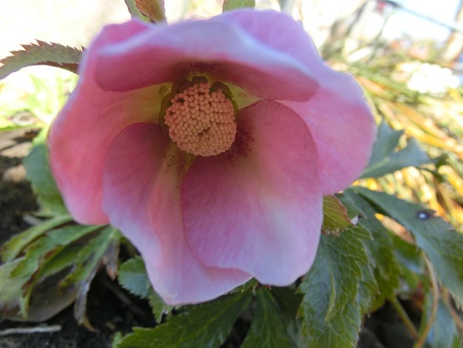 クリスマスローズ