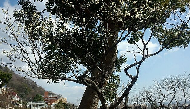 梅林公園5.jpg
