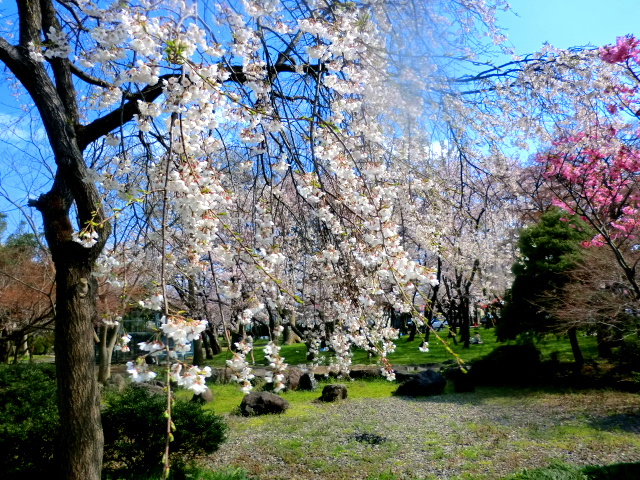 長池桜１.jpg