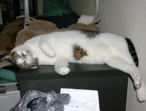 20120812ｷﾗ02.jpg