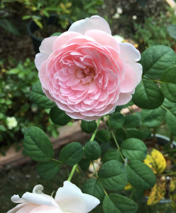 rblog-20160718234419-06.jpg