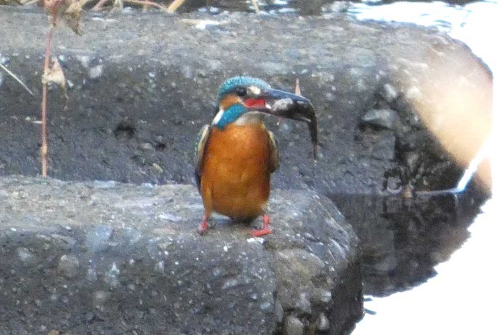 515