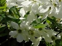 ２月２８日の誕生花 リキュウバイ 利休梅 の花言葉 控えめな美しさ 清楚な花の 気品 弥生おばさんのガーデニングノート 花と緑の365日 楽天ブログ