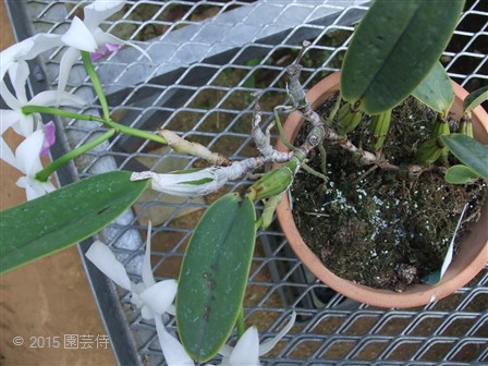 C. walkerana semi alba 'Sancha' 20150104-2