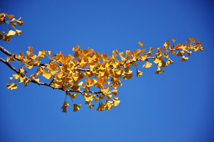 紅葉１