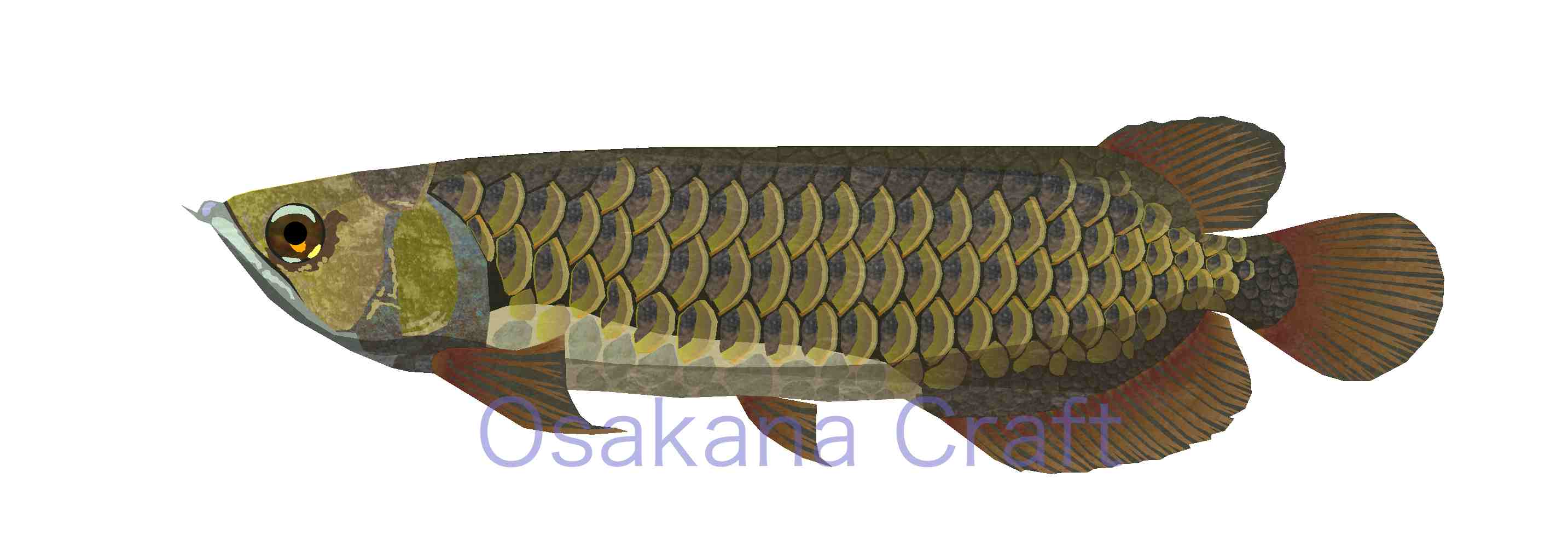 アロワナ Arowana Osakana Craft イラスト熱帯魚図鑑 楽天ブログ