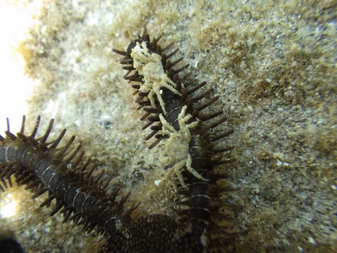 串本磯採集2017年9月上旬26　クモヒトデに付着するトウヨウヤワラガニ（Halicarcinus orientalis）