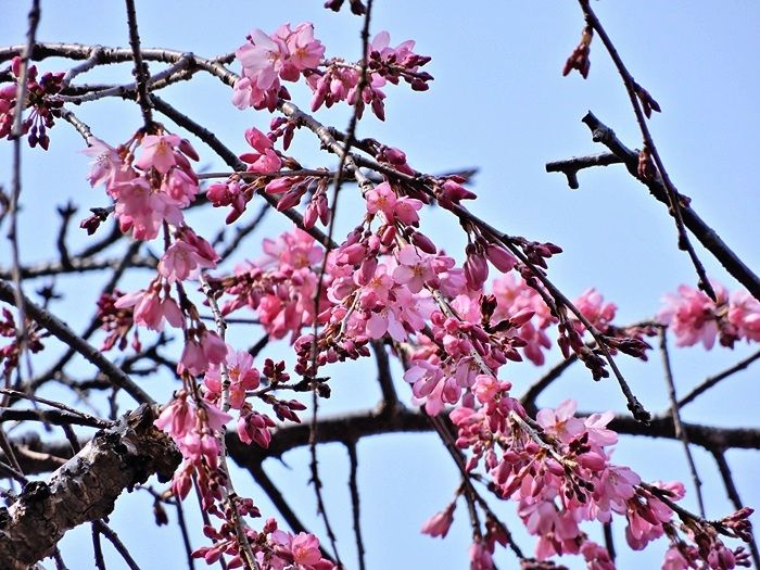 紅枝垂れ桜