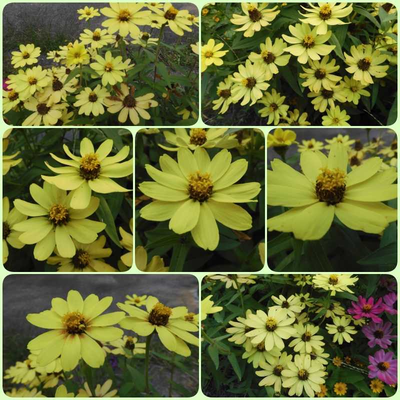 花色が綺麗なジニアのお花 夕陽が綺麗 おもいついた時に 楽天ブログ