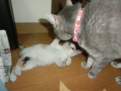 CIMG1234 (400x300).jpg