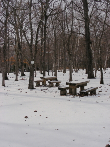 2017-04-13mori6 (1).JPG