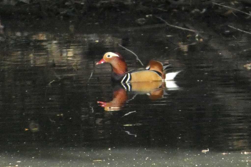 515