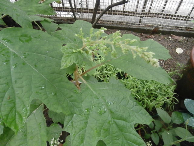 P5100119.JPG