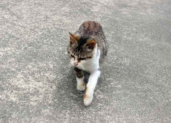 我が家のニャンコ♪2014/03/07-2