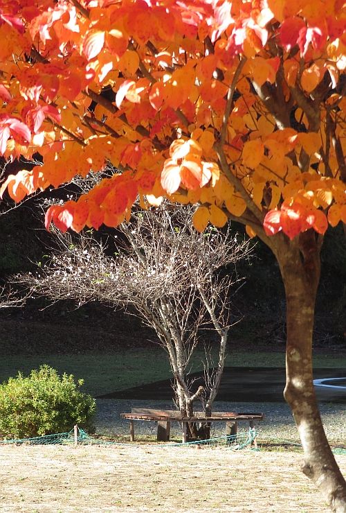 ジュウガツザクラとヤマボウシの紅葉とのコントラスト 二代目館長日記 楽天ブログ