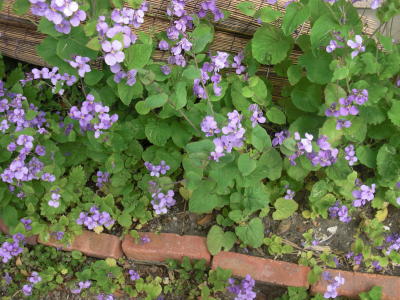 IMG_0001_290.jpg