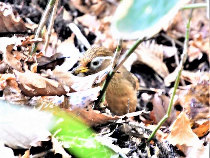 冬の高尾山で出会った野鳥 コゲラ ツグミ ガビチョウ Himekyonの部屋 楽天ブログ