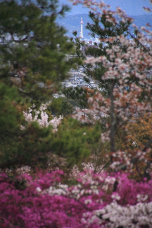 亀山公園_010京都タワー.jpg