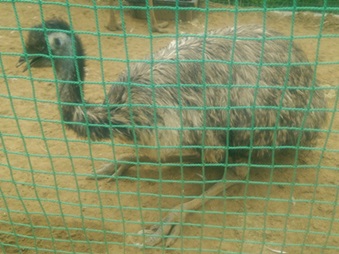 emu.JPG