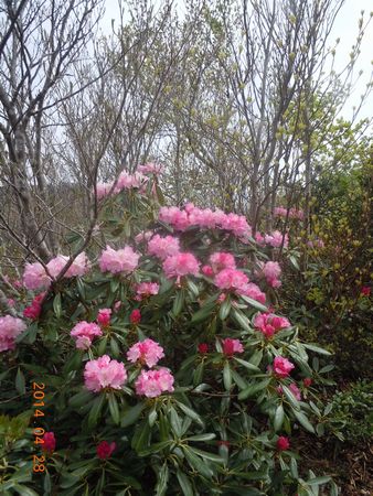 DSCN5174-p.jpg