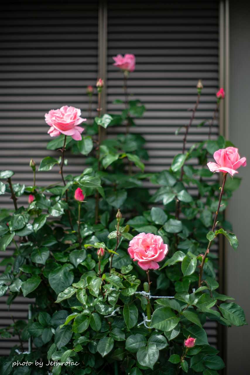 HEXANON 57mm F1.4」で「オールド感」を満喫 | ♡ With My Cobby