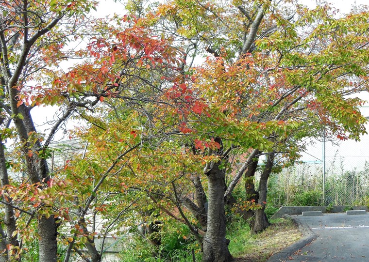 サクラの紅葉