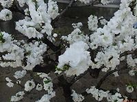３月５日の誕生花 モモ 白 の花言葉 純真 白いモモ 桃 の花の 人柄の良さ 弥生おばさんのガーデニングノート 花と緑の365日 楽天ブログ