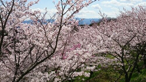 rblog-20160402211507-01.jpg