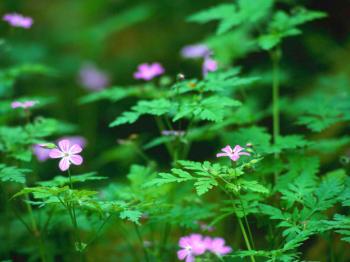 Forest+Flowers_convert_20140406121619.jpg