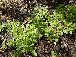 P1300782ss.jpg