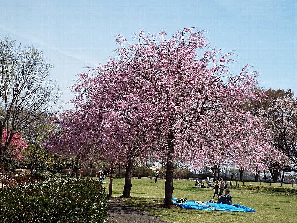 sidarezakura- 42-b.jpg