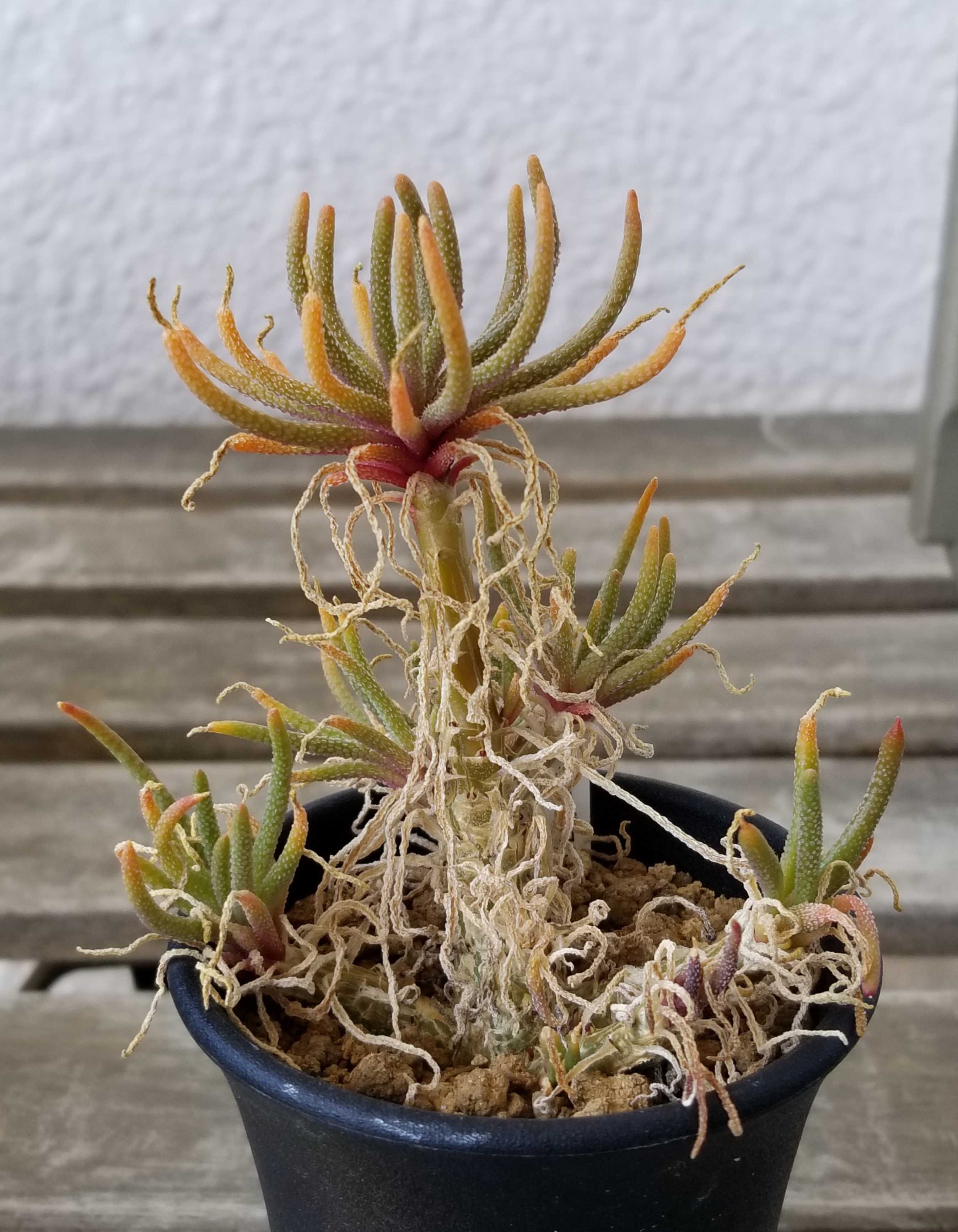 Phyllobolus rabiei / フィロボルス ラビエイ メセン 塊根植物 実生 - 観葉植物