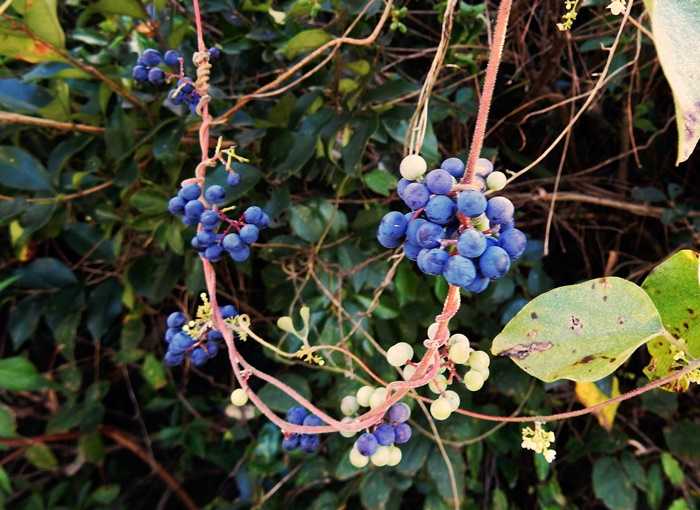 アオツヅラフジ房4