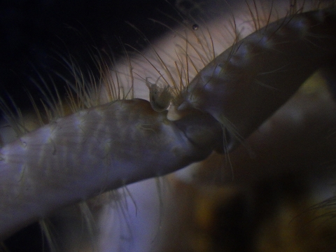 ヨコヤホンヤドカリ（Propagurus obtusifrons）に共生するヨコエビの仲間12　歩脚