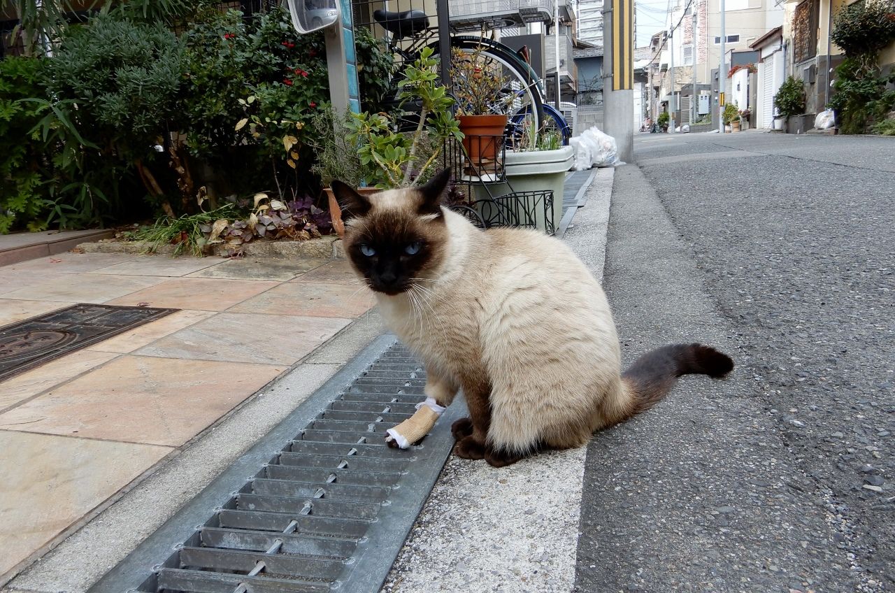 やんちゃな猫、それは!?の巻  人さまのネコ - 楽天ブログ
