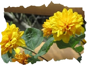花８.jpg
