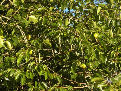 DSCN0200.jpg