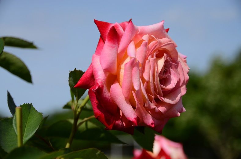 バラ園 東北地方の山と花 頑張れ東北 頑張れ日本 楽天ブログ