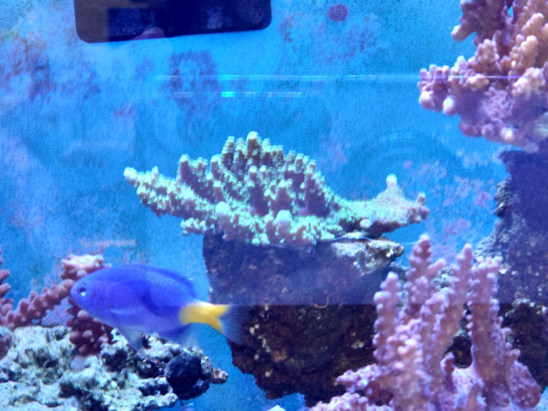 水換えと生体追加 ミドリイシを飼育してみた 楽天ブログ 水換えと生体追加 ミドリイシを飼育してみた 楽天ブログ