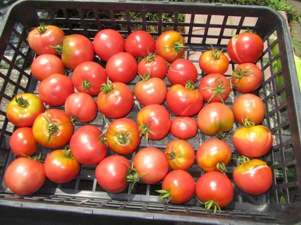 カテゴリ未分類 の記事一覧 東苗穂のふれあい野菜市のブログ 楽天ブログ