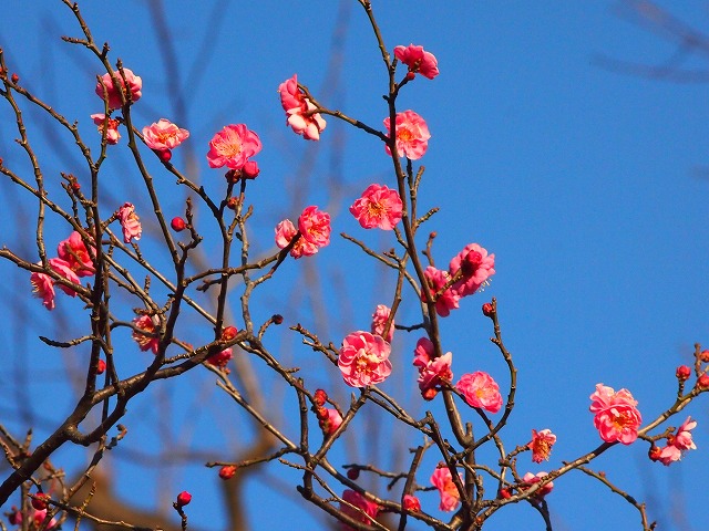 P1020218.jpg